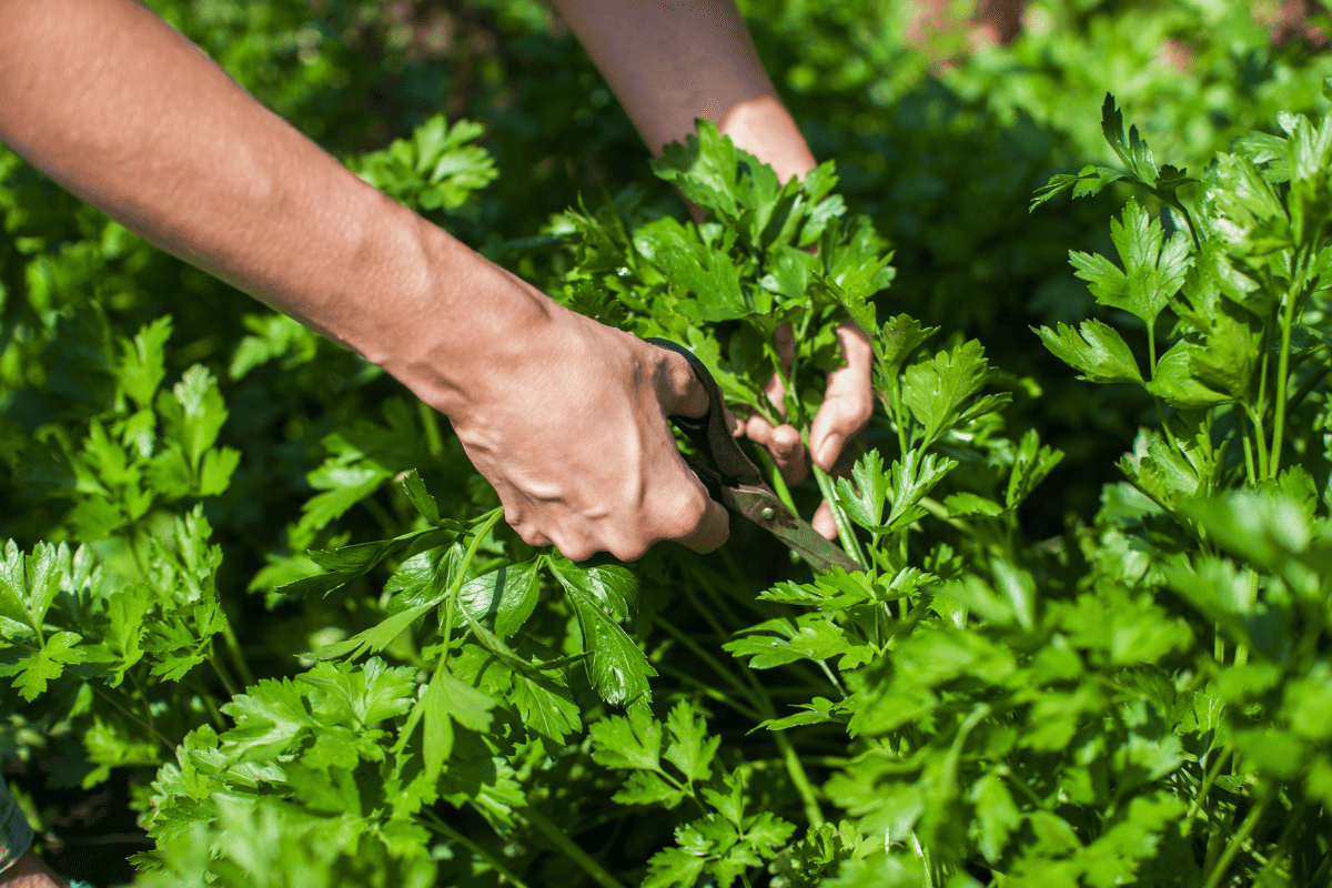 Hands with scissors cutting fresh parsley
