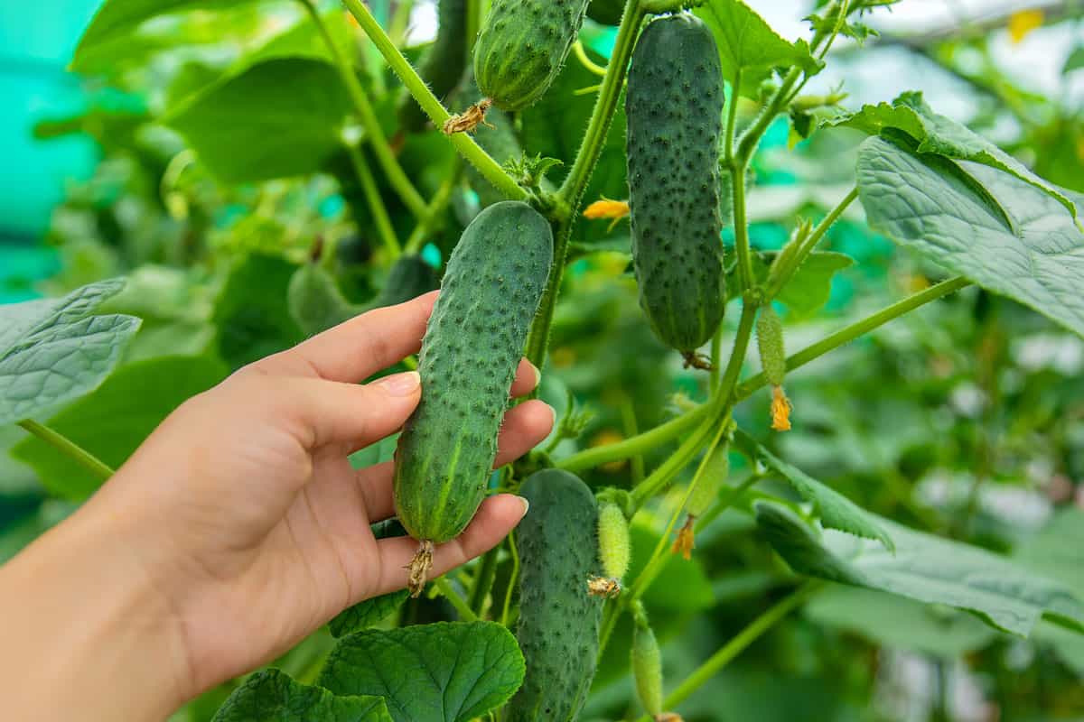 Harvest cucumbers on the branches. Selective focus. Nature.