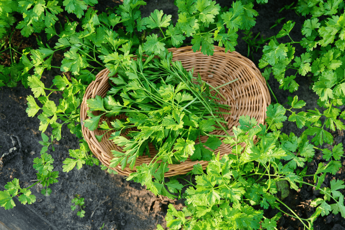 Harvested plants of fresh fragrant parsley in wicker basket
