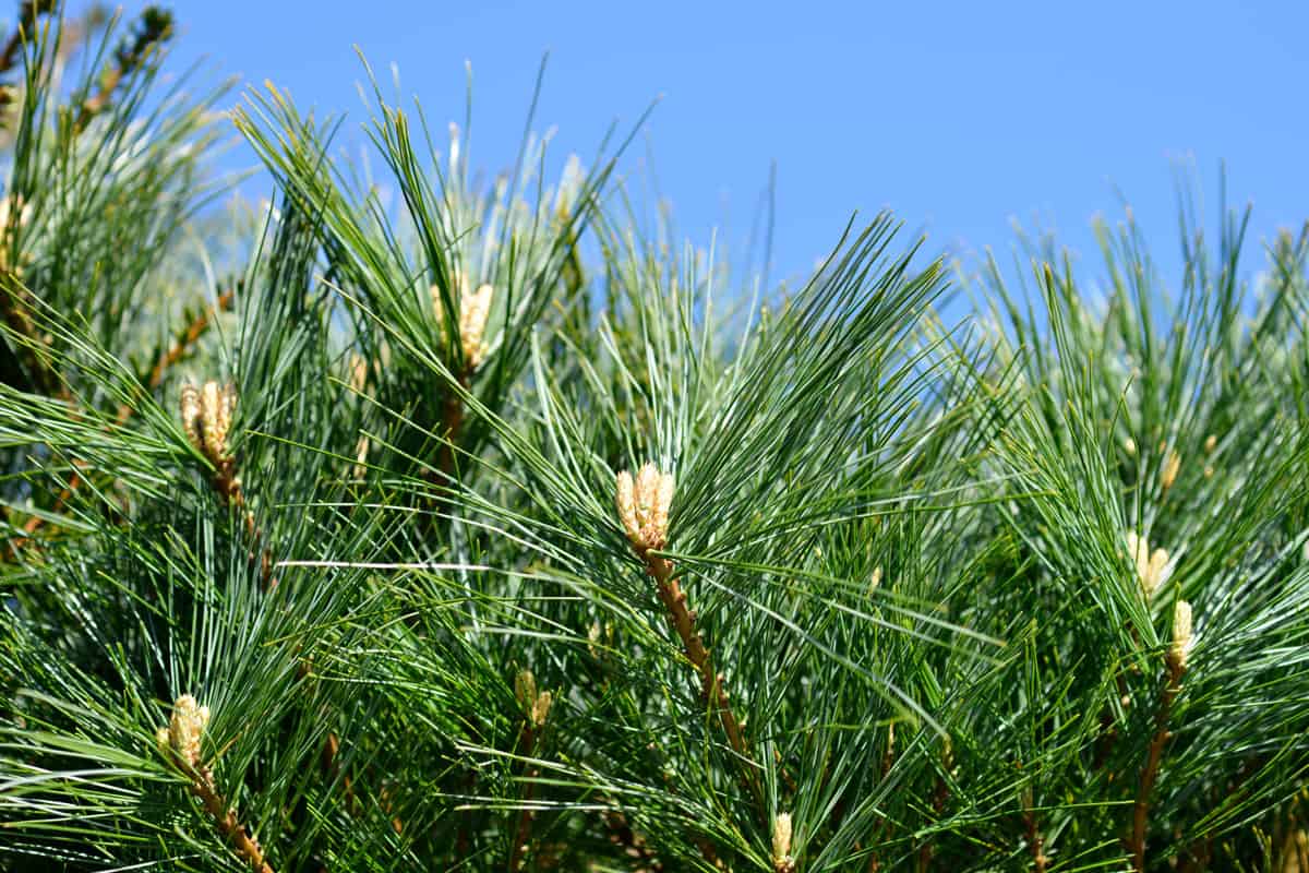 Healthy Eastern White Pine