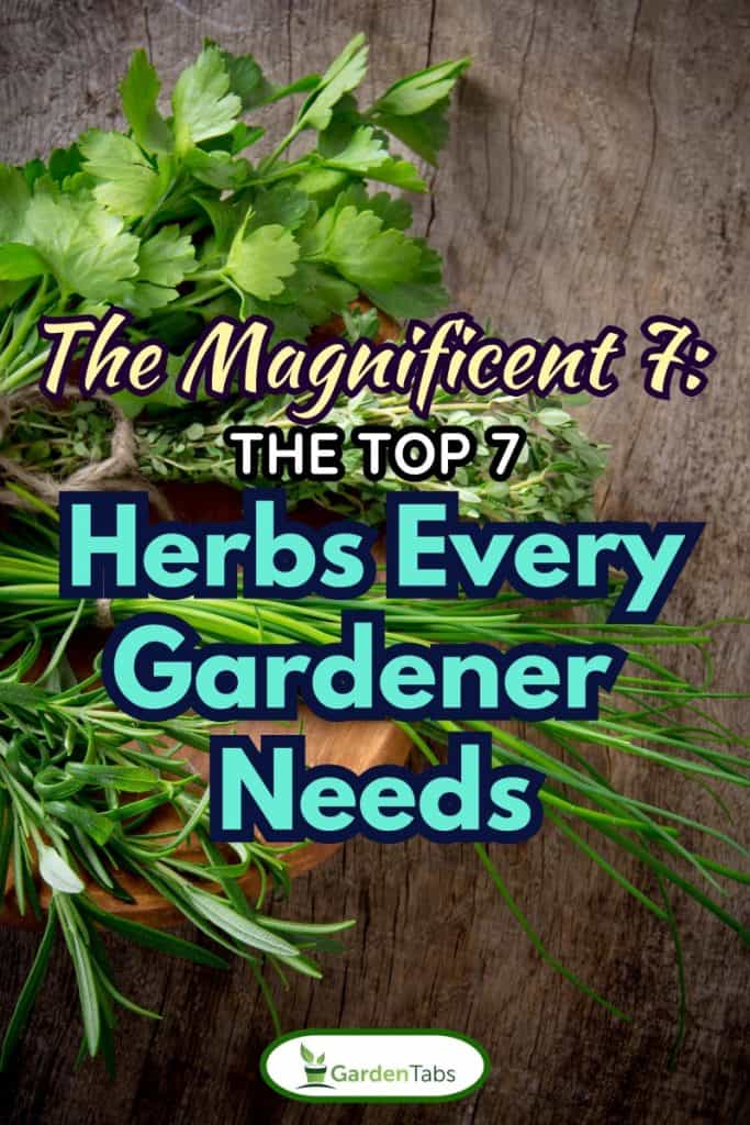 Herbs Every Gardener Needs