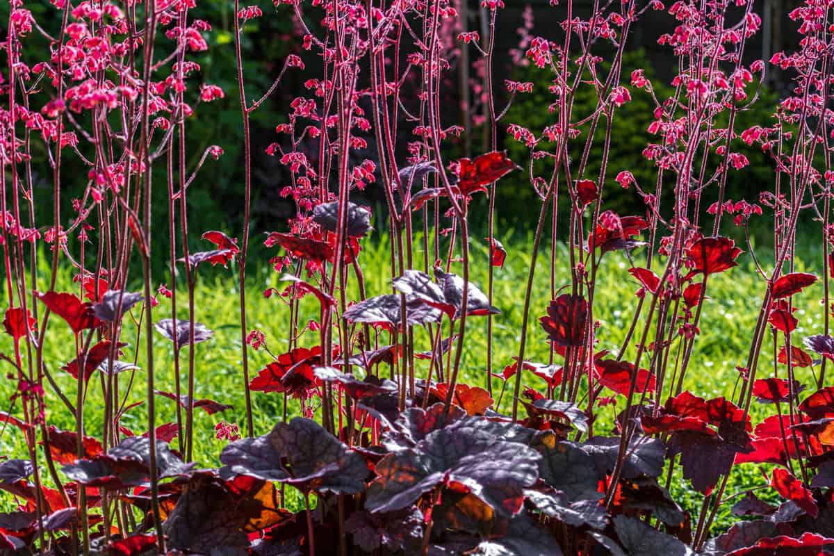 Heuchera hollywood or Coral Bells or alumroot with its flower stalks in backyard garden in early summer 