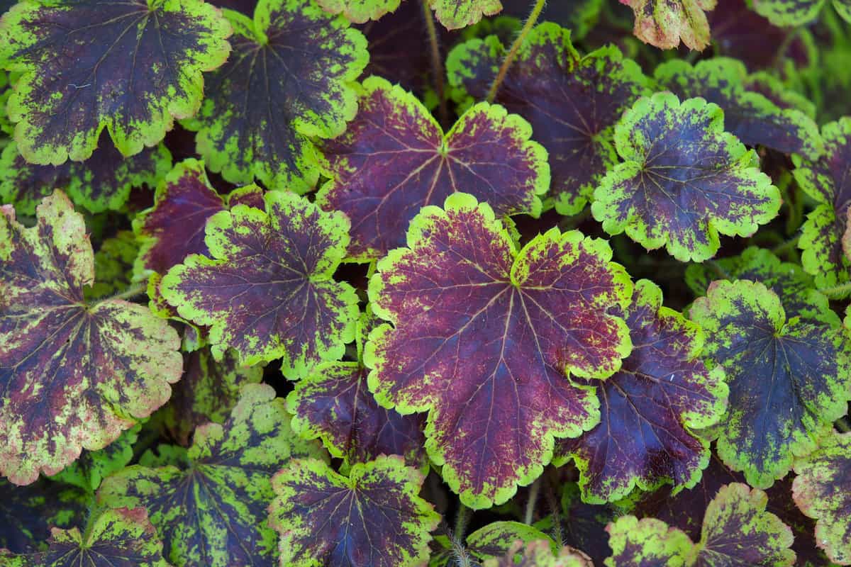 Mixed colored leaves of a Heucherella with green and purple leaves