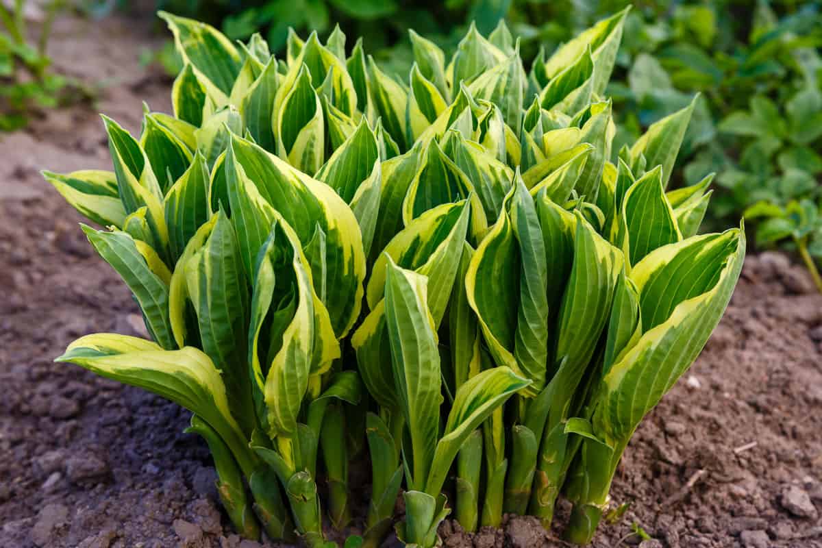 A small bunch of Hosta plant