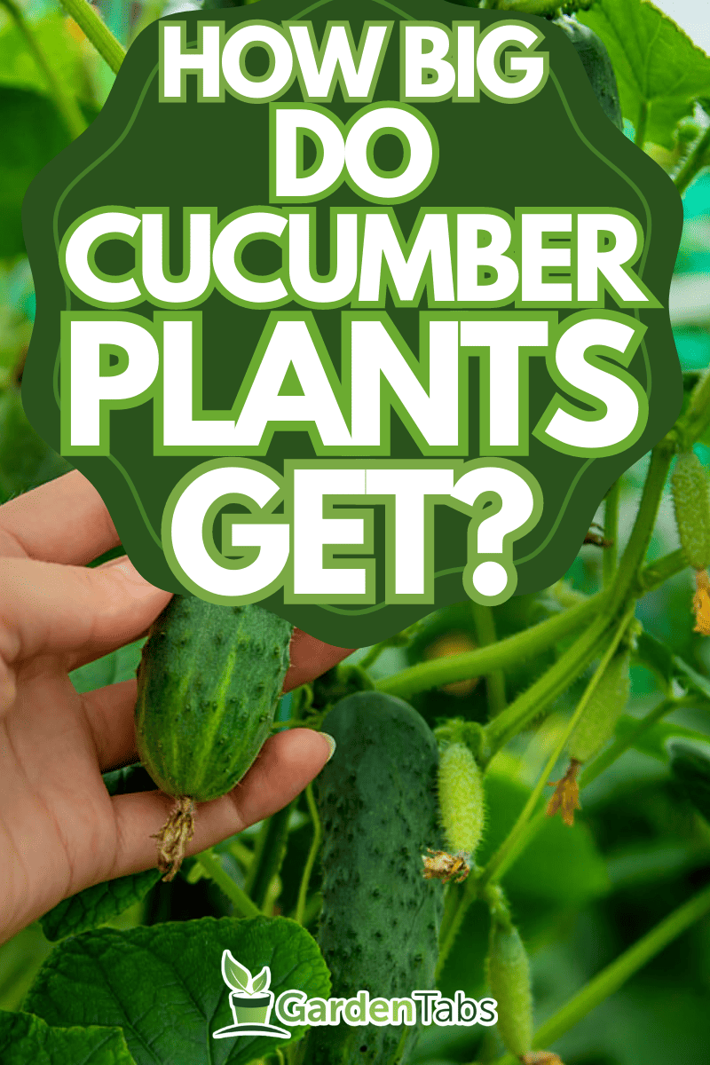 How Big Do Cucumber Plants Get? 