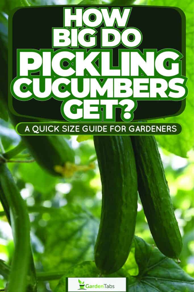 Up close photo of a cucumber vine plantation, How Big Do Pickling Cucumbers Get? A Quick Size Guide For Gardeners