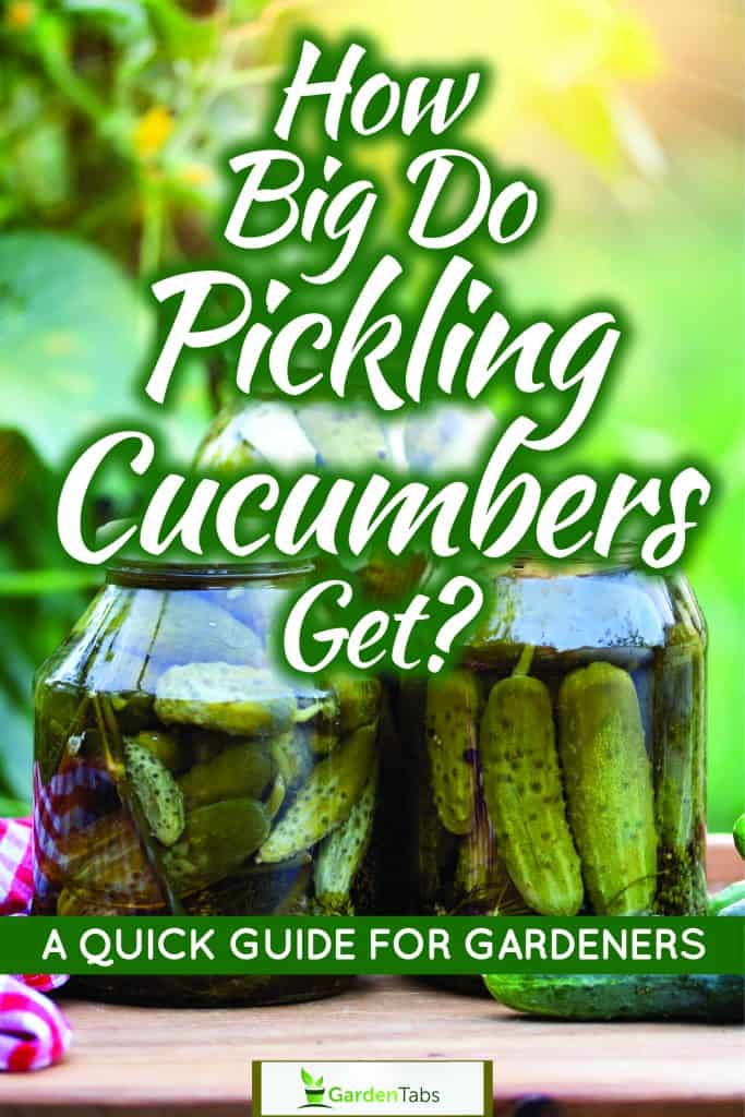 Up close photo of a cucumber vine plantation, How Big Do Pickling Cucumbers Get? A Quick Size Guide For Gardeners
