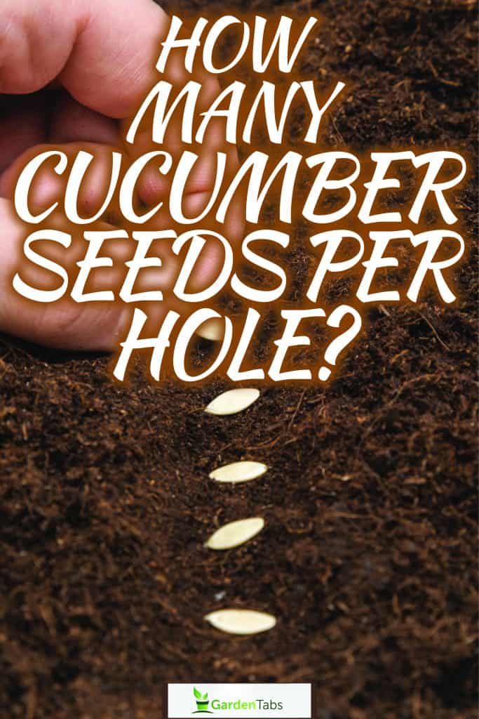 Gardener putting a small cucumber seed in the ground, How Many Cucumber Seeds Per Hole? Simple Planting Guide For Sure Growth