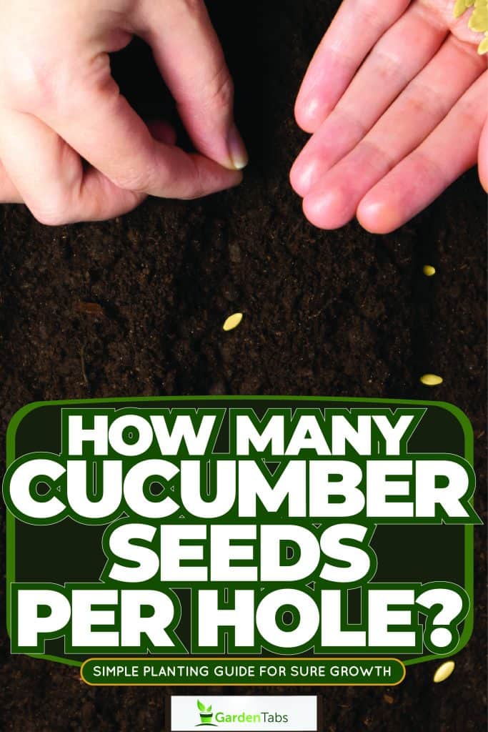 Gardener putting a small cucumber seed in the ground, How Many Cucumber Seeds Per Hole? Simple Planting Guide For Sure Growth