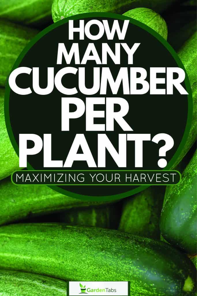 An up close photo of a cucumber, How Many Cucumbers Per Plant? Maximizing Your Harvest