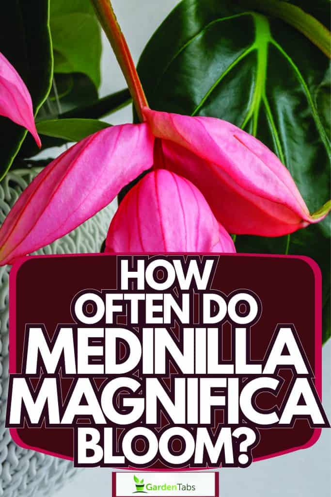 Medinilla magnifica, the showy medinilla or rose grape, How Often Do Medinilla Magnifica Bloom?