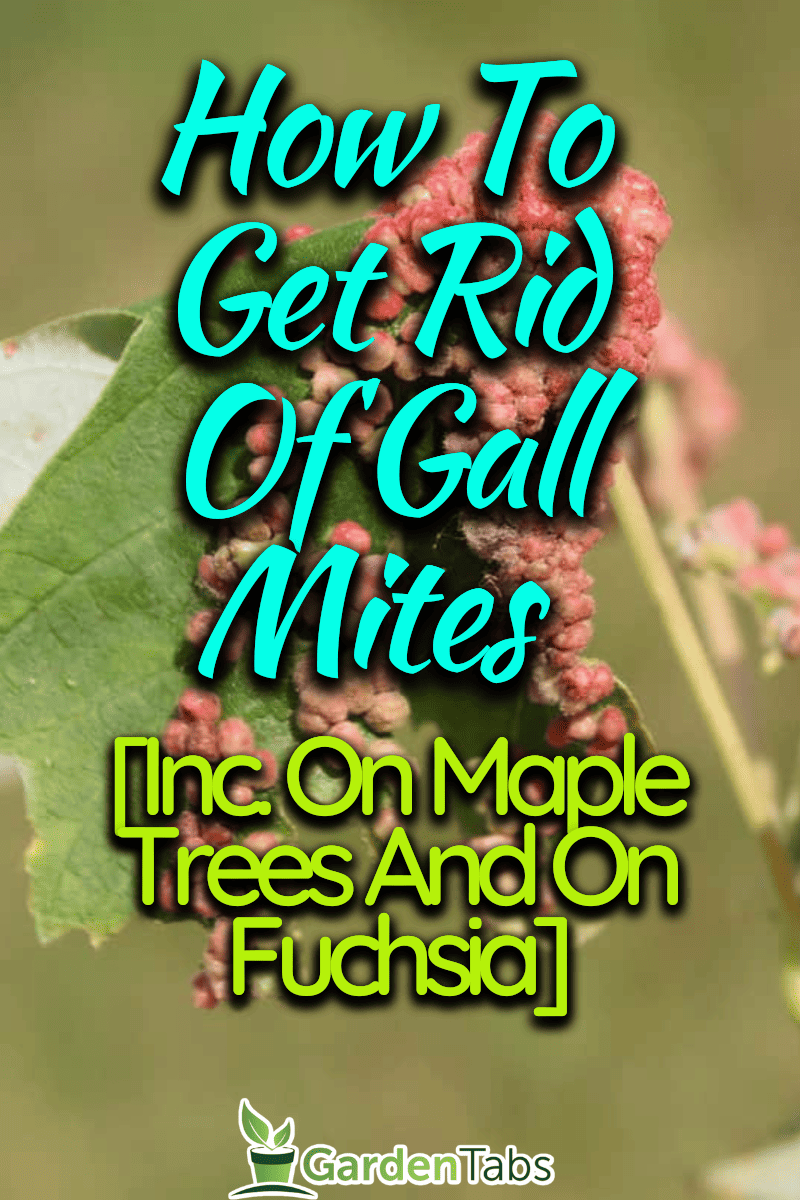 How To Get Rid Of Gall Mites [Inc. On Maple Trees And On Fuchsia]