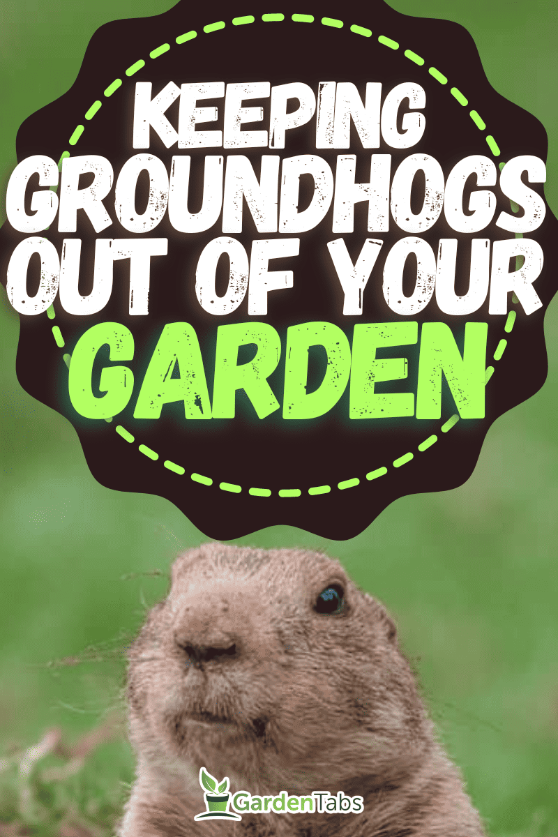 How To Keep Groundhogs Out Of Your Garden?