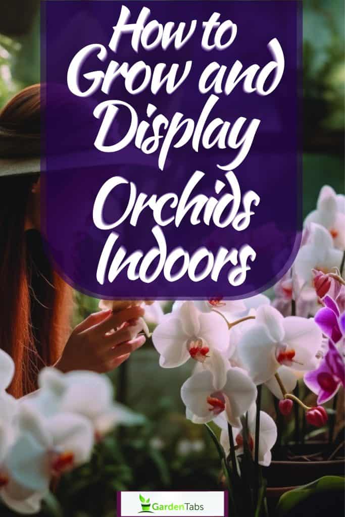 Orchids placed on window sill for sun exposure, How to Grow and Display Orchids Indoors A Comprehensive Guide with 21 Tips
