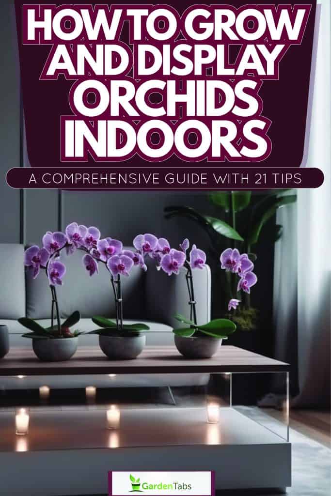 Orchids placed on window sill for sun exposure, How to Grow and Display Orchids Indoors A Comprehensive Guide with 21 Tips