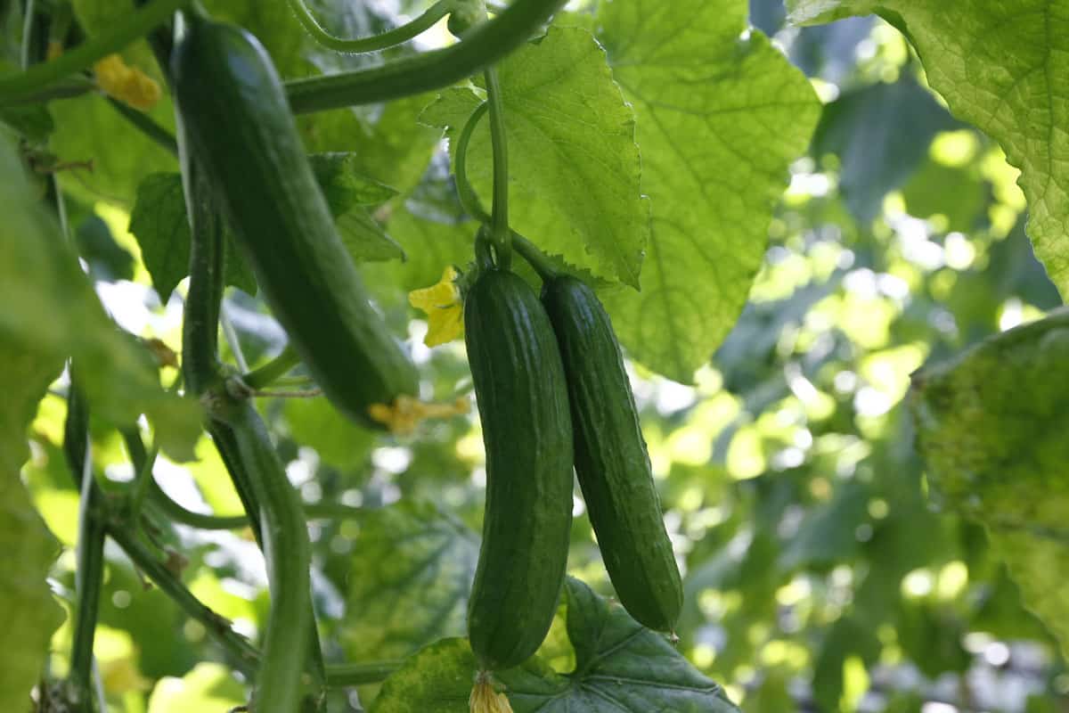 Huge hanging cucumbers photographed at the garden