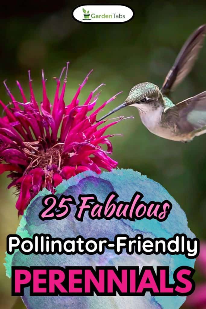 Hummingbird In Flight Feeding On Bee Balm, 25 Fabulous Pollinator-Friendly Perennials
