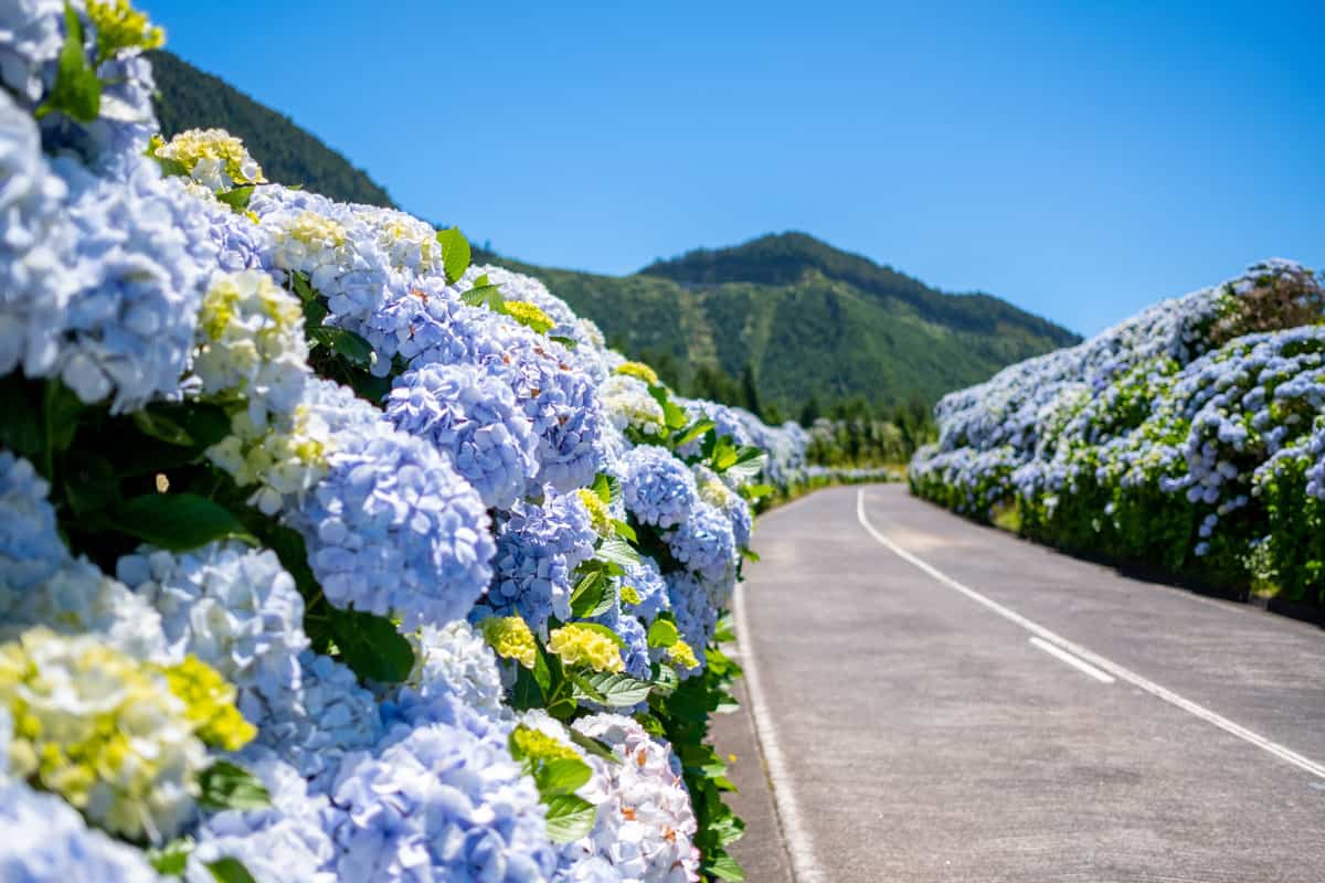Concrete road with lots of Hydrangea flowers on the sides
