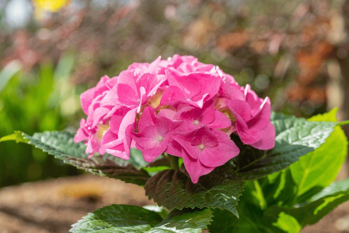 Hydrangea (Hydrangea spp.) flowering close up