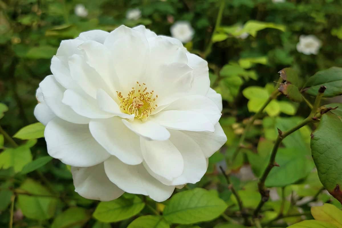 White Iceberg Floribunda rose captured in the garden