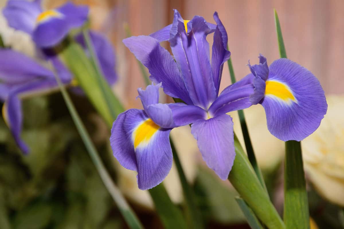 Bright purple petals of an Iris flower