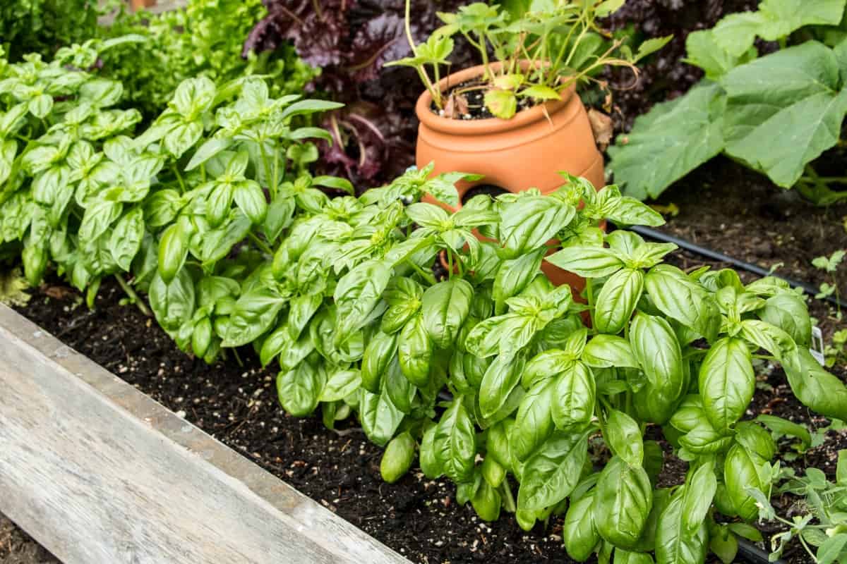 Issaquah, Washington State, USA. Genovese Basil plants growing in a summertime raised bed garden. Popular for culinary use, particularly for its use in pesto, the traditional Genoese sauce.