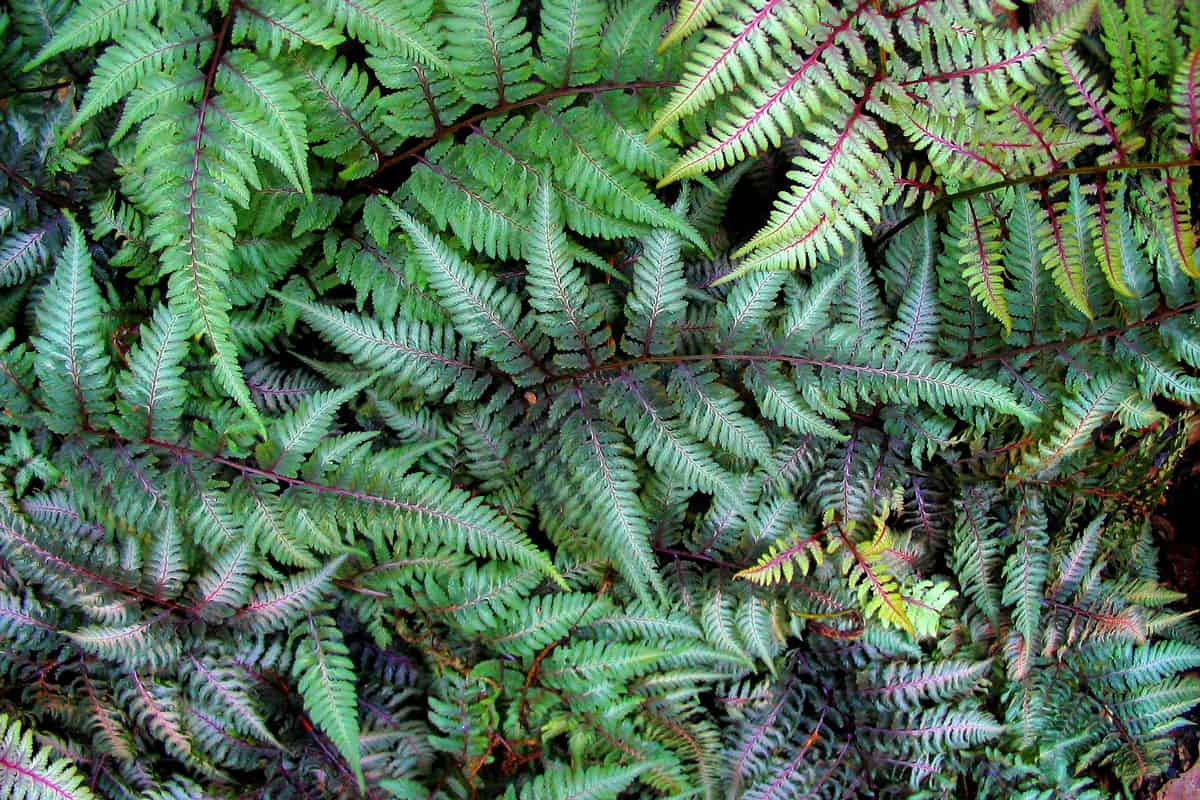 Japanese-Painted-Fern photographed up close