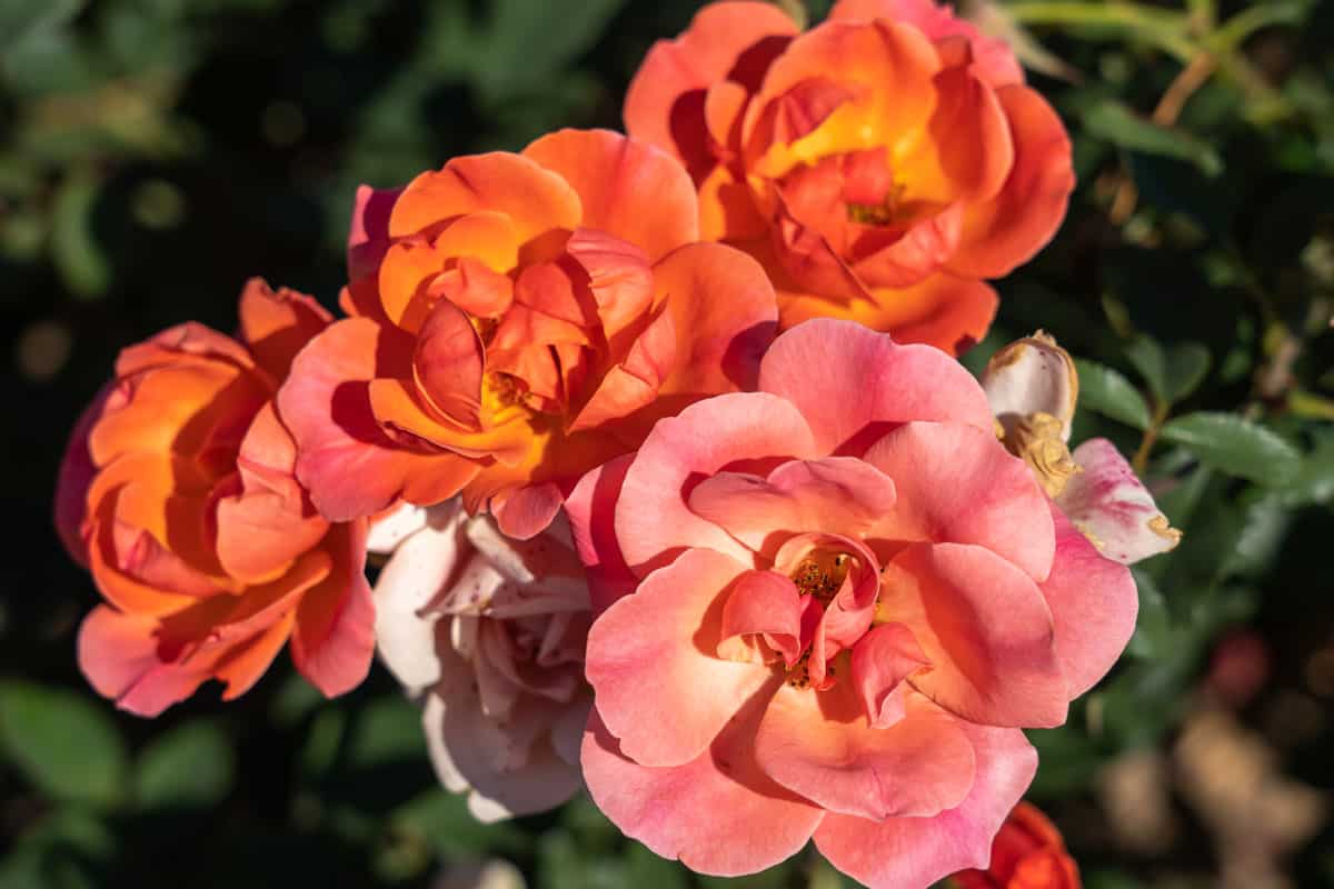 Vibrant Knock Out roses photographed in great detail at the garden