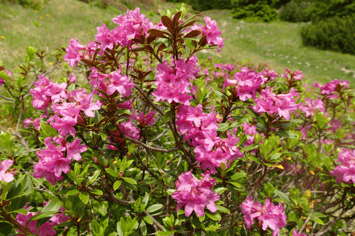 Lapland rosebay found in the mountains