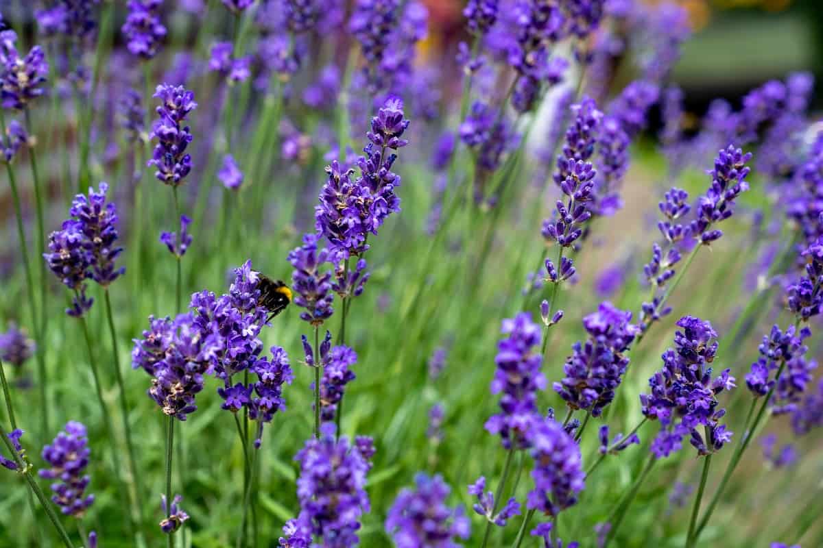 Lavender in full bloom with its beautiful purple color loved by bees and other insects