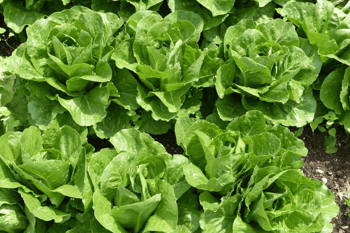 Lettuce (Lactuca sativa) ready for harvest