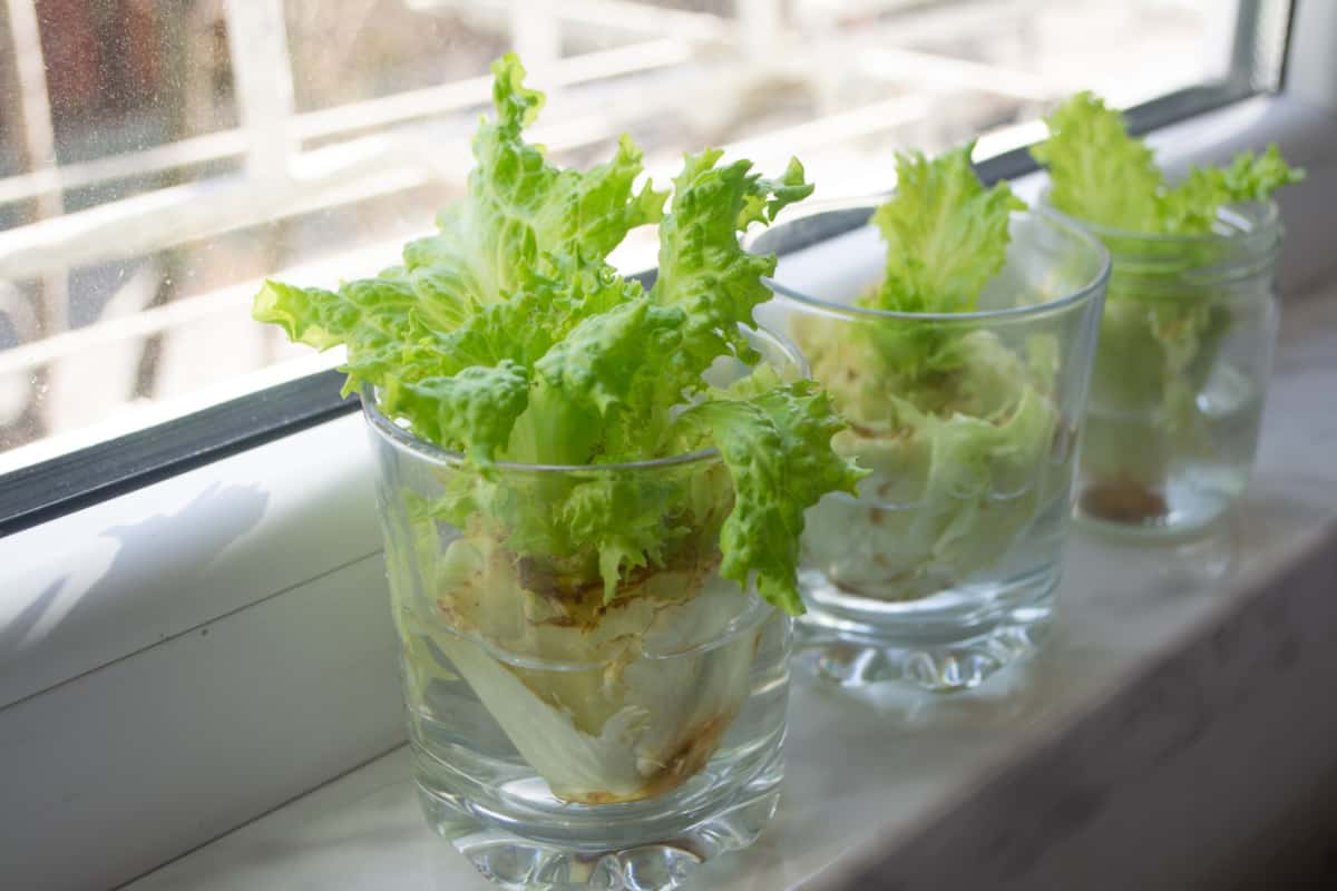 Lettuce cores in a glass of water by the window