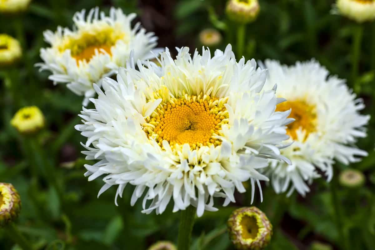 Leucanthemum x superbum 'Engelina' a spring summer flowering plant commonly known as Shasta daisy