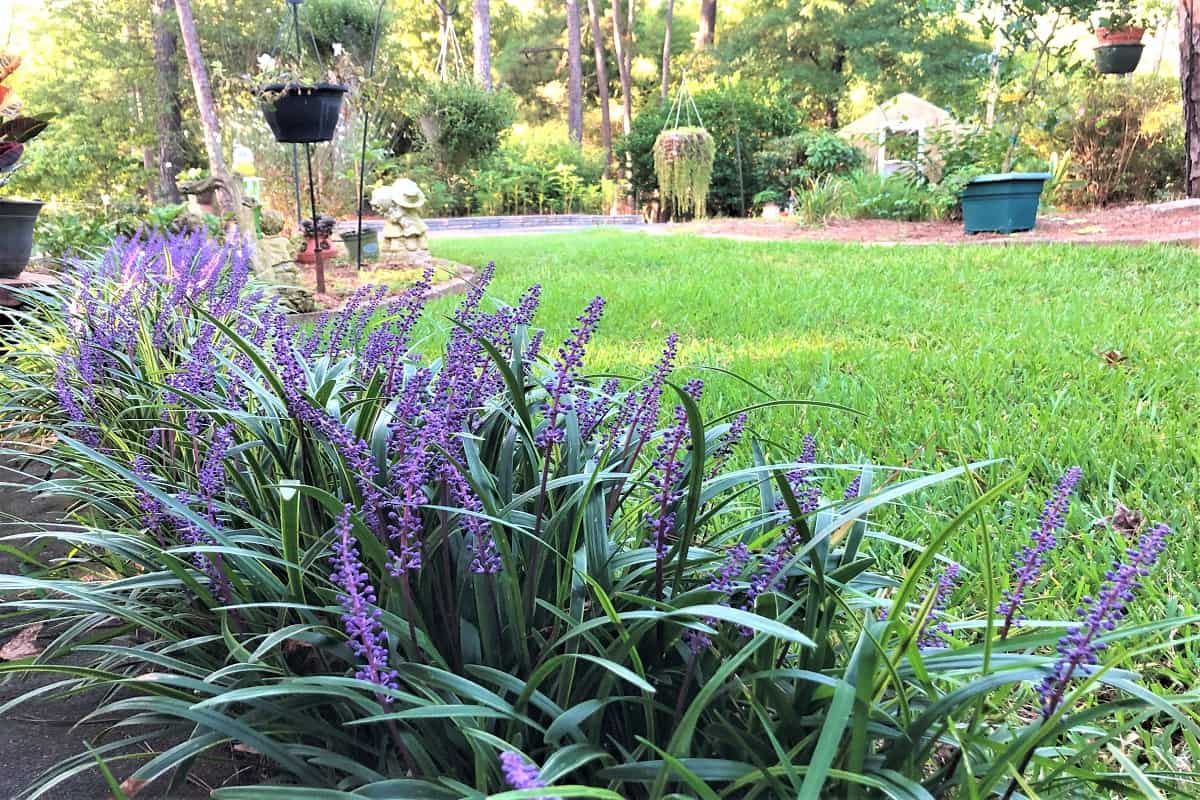 Liriope muscari or lily turf flower growing up in the garden on the background of green grass field garden , summer in Ga USA