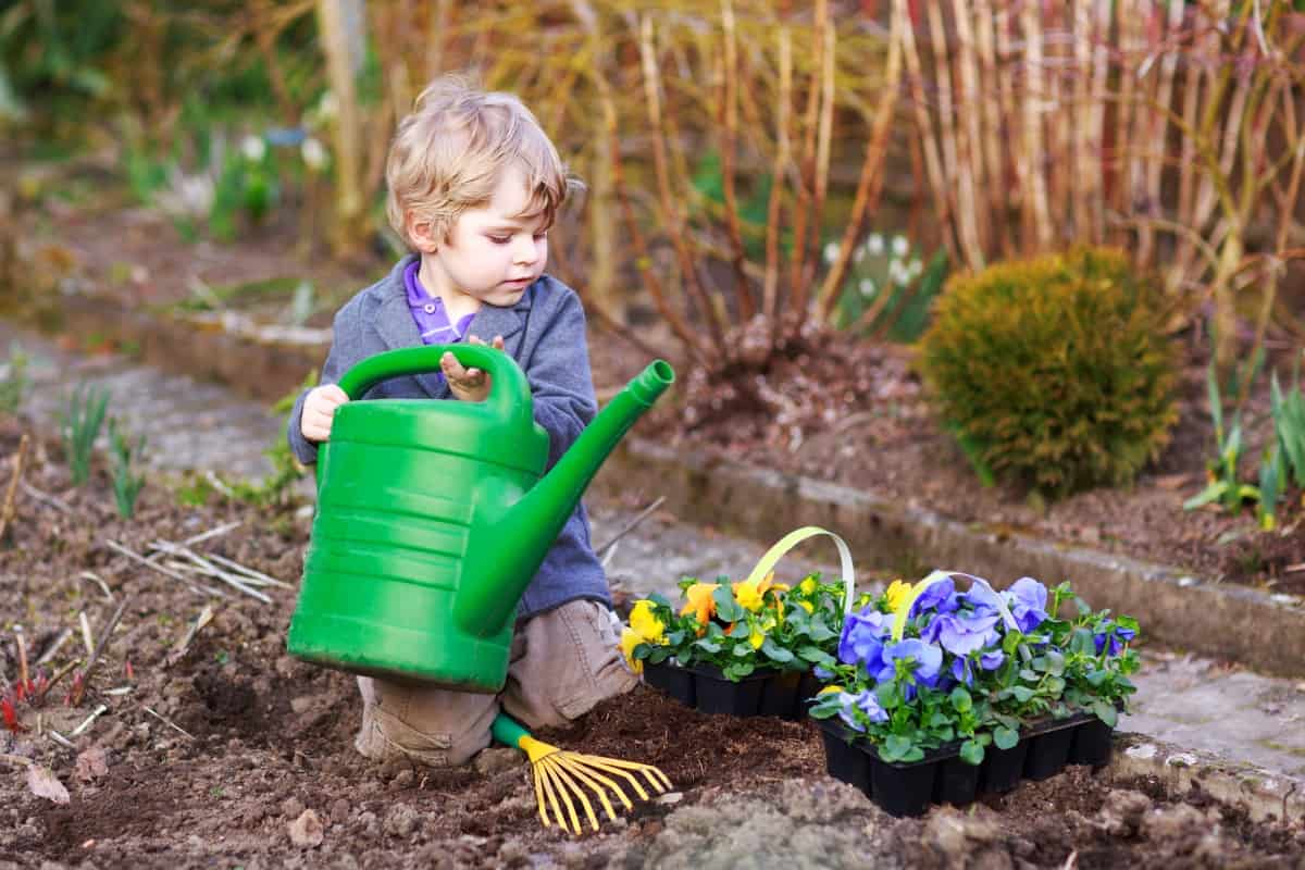 Little boy gardening and planting vegetable plants and flowers in garden, outdoors