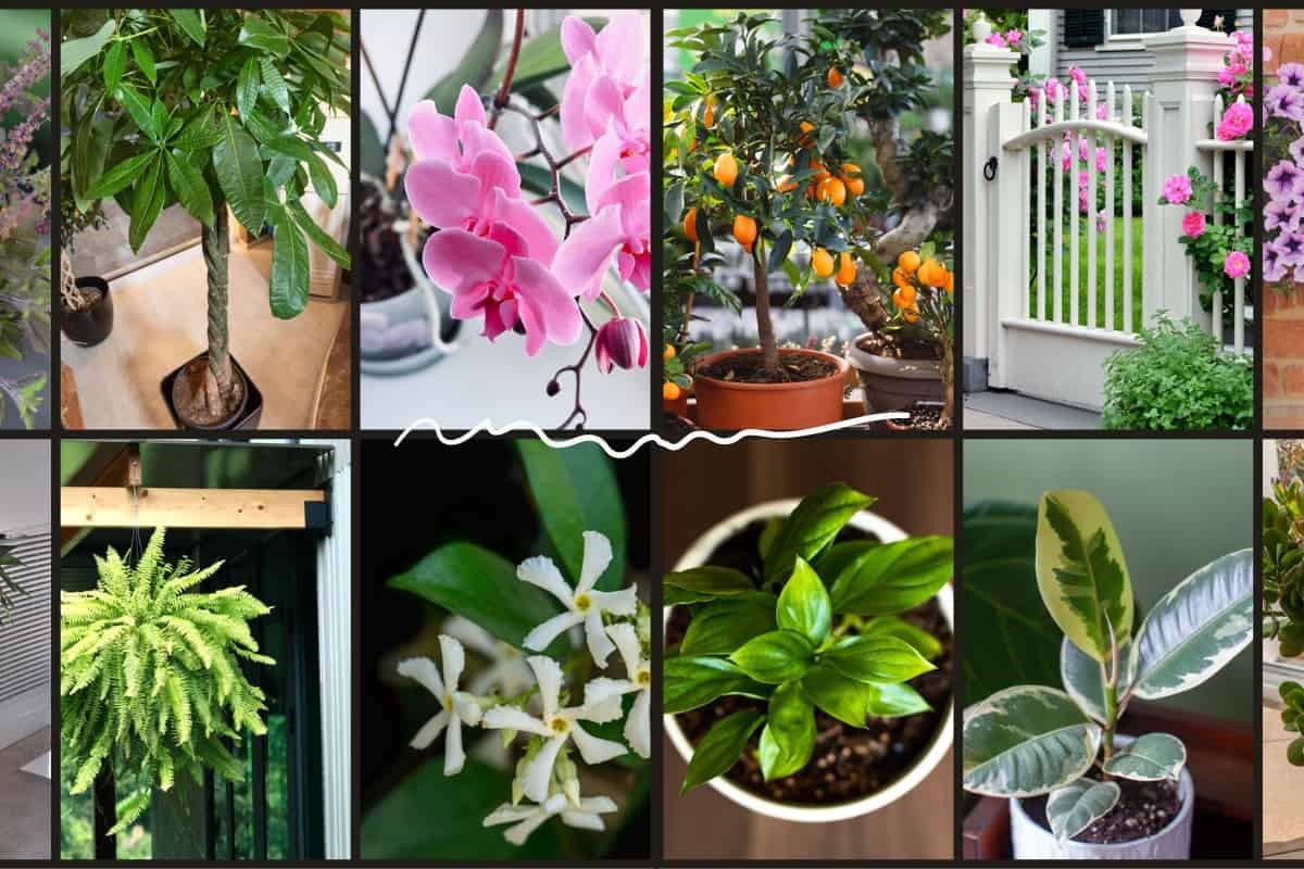 Lucky Plants Collage, Lucky Plants In Front Of The House: Plants To Choose For Luck