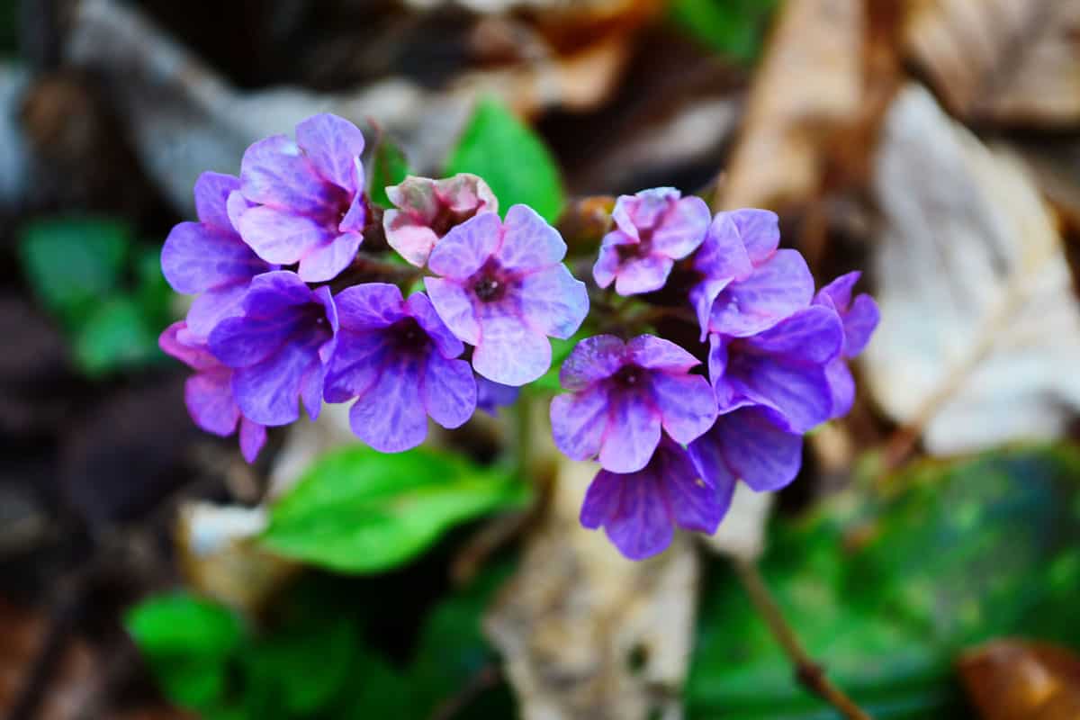 Lungwort flowers photographed in great detail