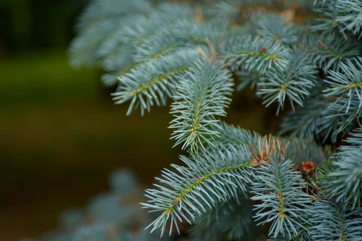 Lush branch of blue spruce close-up. Natural green texture.