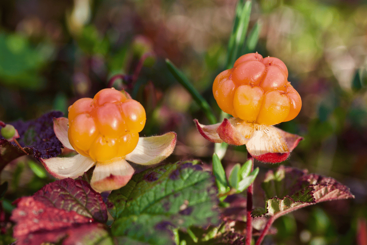 Macro of two beautiful cloudberries