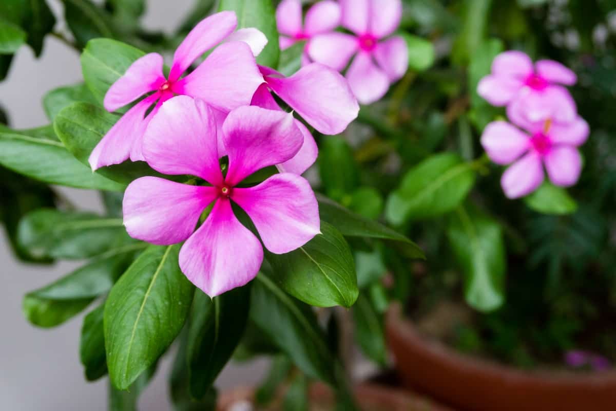 Madagascar Periwinkle, Catharanthus roseus, commonly known as bright eyes,is a species of flowering plant in the family Apocynaceae.