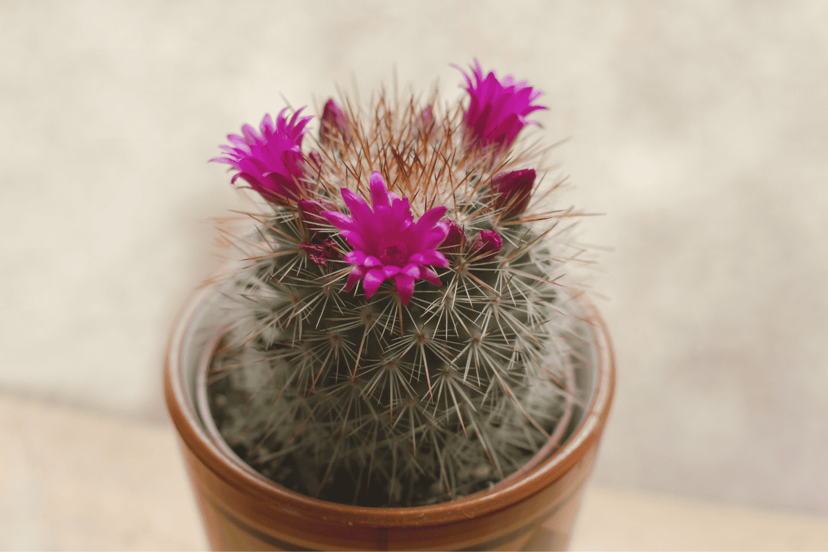 Mammillaria spinosissima cactus with pink flowers