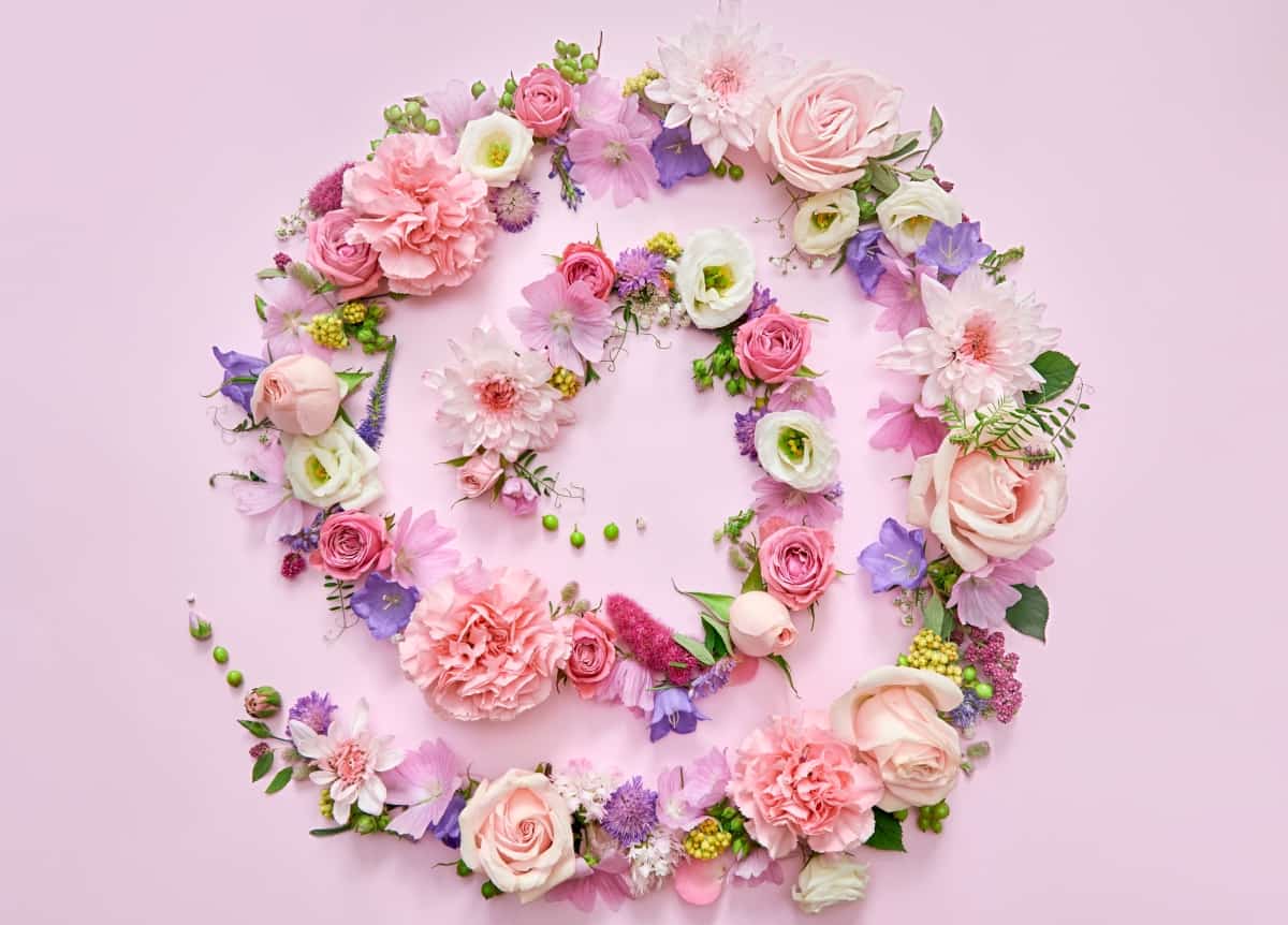 Many different pink lilac violet white pastel flowers mix and green leaves petals spiral on floral background. Blossom composition creative flatlay. Floristic decoration ads. Top view above, flat