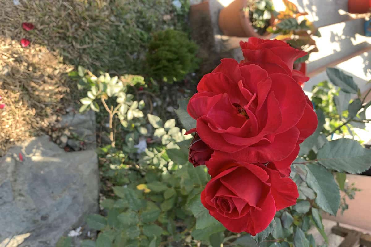 Detailed photo of a Mister Lincoln Hybrid tea Rose