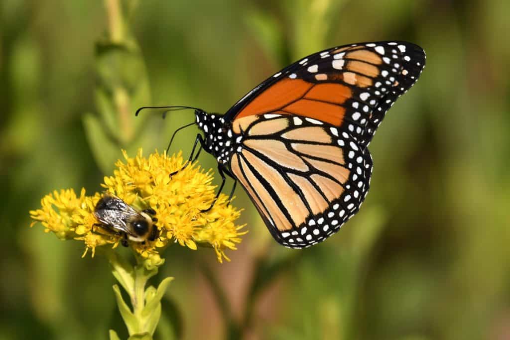 Monarch Butterfly feeding on Stiff Goldenrod
