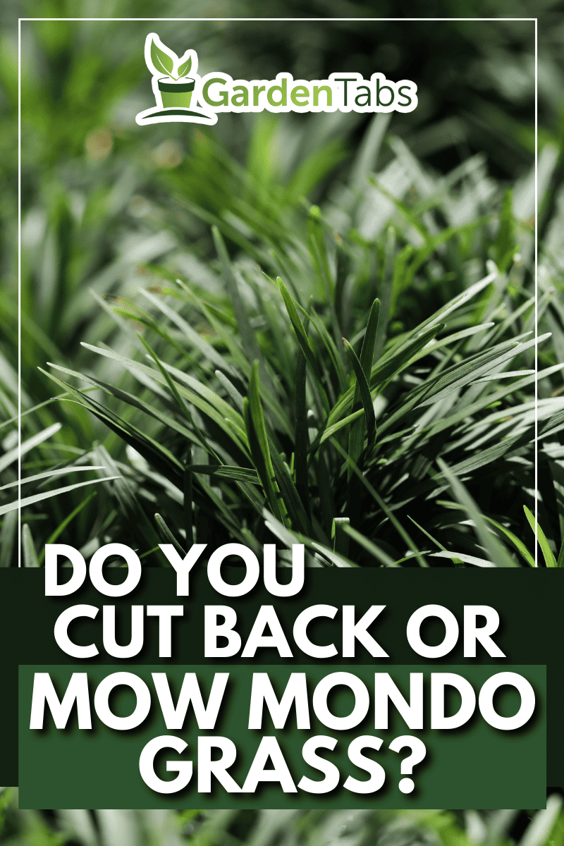Dwarf Lilyturf or Mondo Grass (Ophiopogon japonicus)