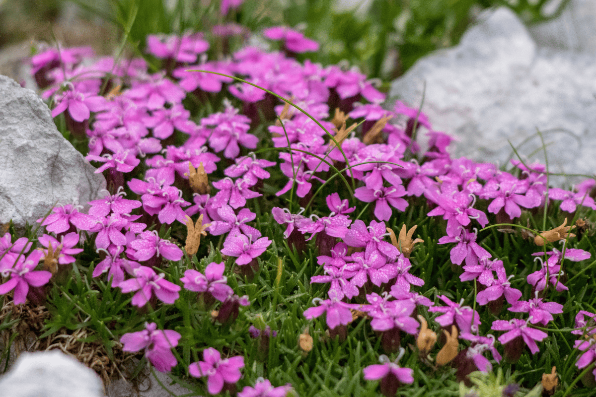 Moss campion in the mountains