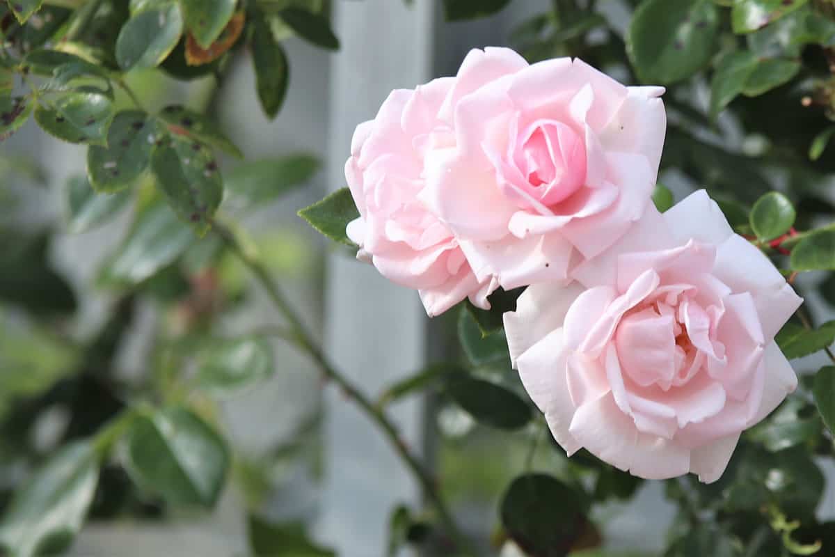 New Dawn Climbing Rose, Roses All Season: 13 Varieties that Bloom from Spring Through Summer