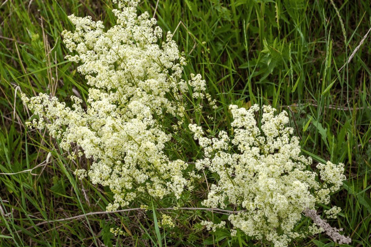 Northern bedstraw flowers