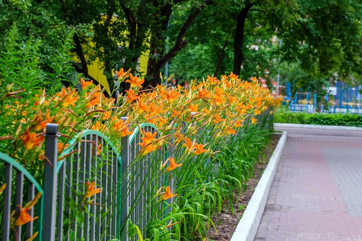 Orange lilies grow behind a small blue metal fence. Next to the sidewalk. Turned to one side.