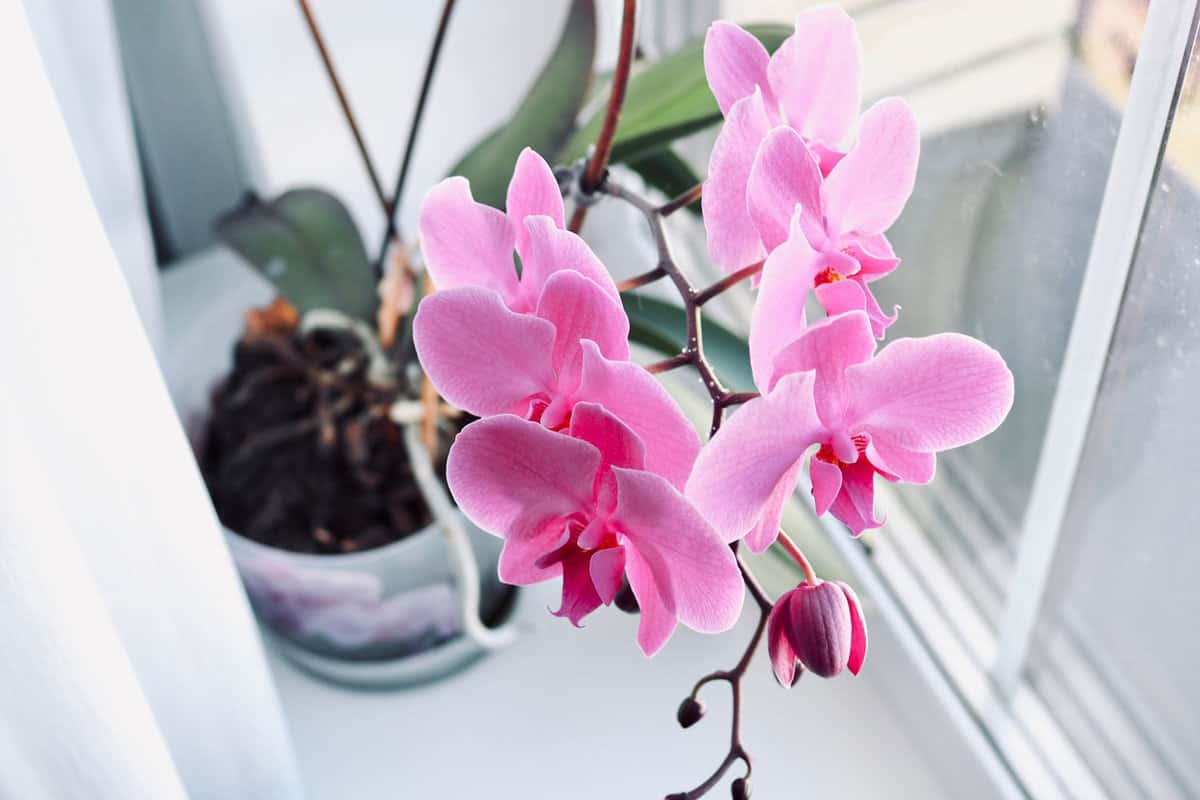 Orchids by the window sill